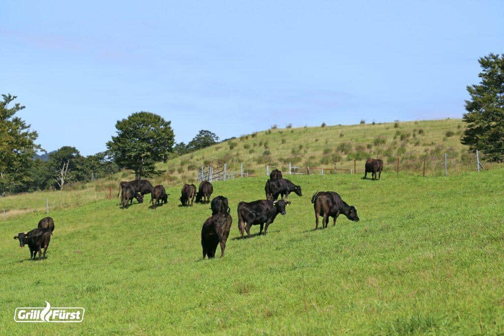 Wagyu-Rinder auf der Weide