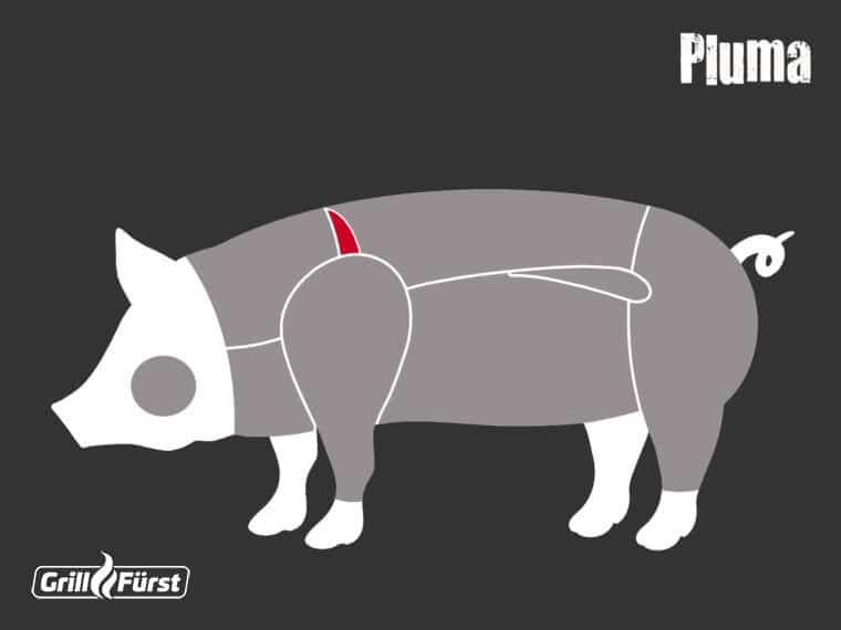 Grafik zur Lage des Pluma beim Schwein