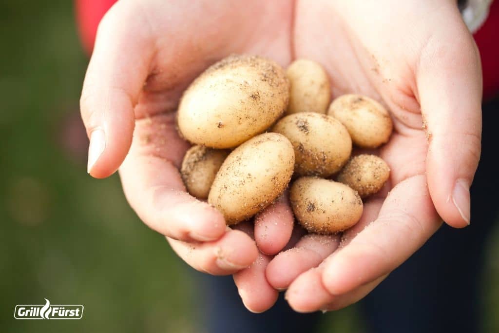 kleine frische Kartoffeln