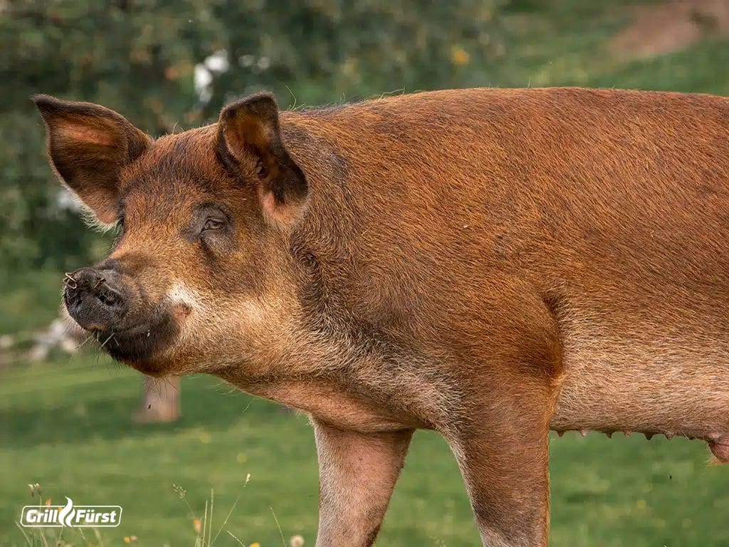 Duroc Schwein